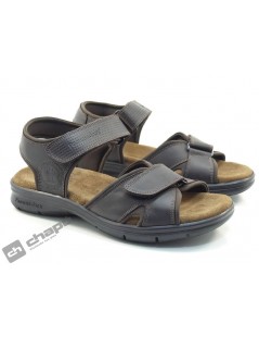SANDERS BASIC C1