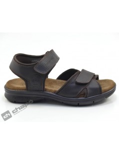 SANDERS BASIC C1