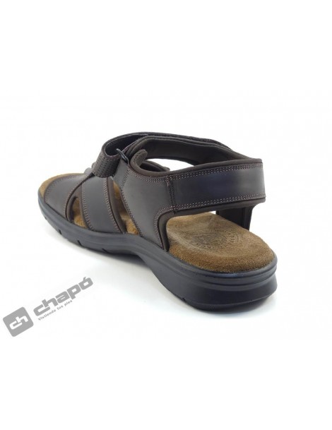 SANDERS BASIC C1