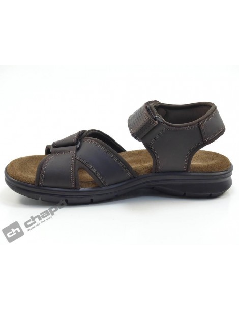 SANDERS BASIC C1