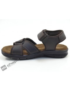 SANDERS BASIC C1